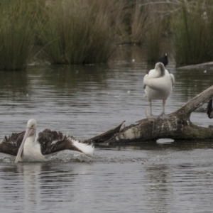 Pelecanus conspicillatus at Kingston, ACT - 16 Nov 2017 11:50 AM