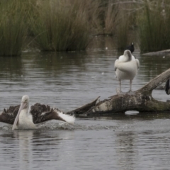 Pelecanus conspicillatus at Kingston, ACT - 16 Nov 2017