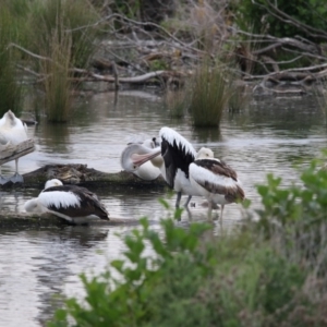 Pelecanus conspicillatus at Kingston, ACT - 16 Nov 2017 11:50 AM