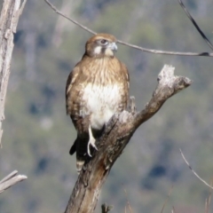 Falco berigora (Brown Falcon) at Tidbinbilla Nature Reserve - 14 Jun 2016 by RodDeb