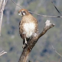 Falco berigora at Paddys River, ACT - 15 Jun 2016