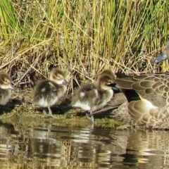 Anas gracilis (Grey Teal) at Tidbinbilla Nature Reserve - 4 Aug 2016 by RodDeb