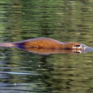 Ornithorhynchus anatinus at Paddys River, ACT - 19 Feb 2017