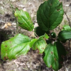 Malus pumila (Apple) at Mount Taylor - 20 Nov 2017 by RosemaryRoth