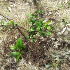 Malus pumila at Kambah, ACT - 20 Nov 2017