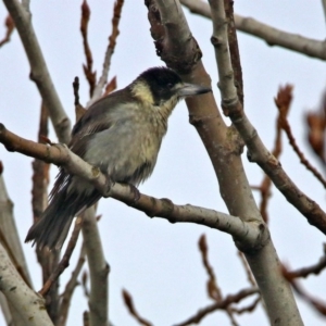 Cracticus torquatus at Molonglo Valley, ACT - 1 Aug 2017 10:36 AM