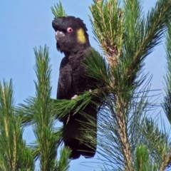 Zanda funerea (Yellow-tailed Black-Cockatoo) at Molonglo Valley, ACT - 29 Nov 2016 by RodDeb