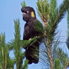 Zanda funerea (Yellow-tailed Black-Cockatoo) at National Zoo and Aquarium - 28 Nov 2016 by RodDeb