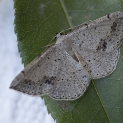 Taxeotis intextata (Looper Moth, Grey Taxeotis) at Higgins, ACT - 18 Nov 2017 by Alison Milton