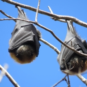 Pteropus poliocephalus at Parkes, ACT - 17 Sep 2016