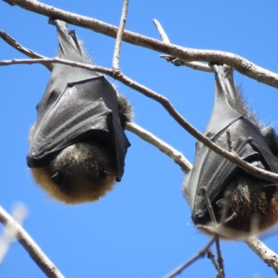 Pteropus poliocephalus (Grey-headed Flying-fox) at Parkes, ACT - 16 Sep 2016 by RodDeb