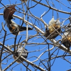 Pteropus poliocephalus at Parkes, ACT - 17 Sep 2016