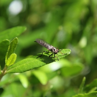 Cerdistus sp. (genus) (Slender Robber Fly) at Higgins, ACT - 19 Nov 2017 by AlisonMilton