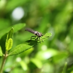 Cerdistus sp. (genus) at Higgins, ACT - 19 Nov 2017