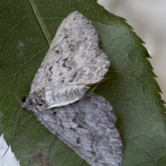 Psilosticha attacta (Looper Moth) at Higgins, ACT - 18 Nov 2017 by AlisonMilton