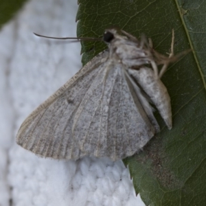 Psilosticha attacta at Higgins, ACT - 19 Nov 2017 07:44 AM