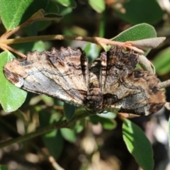 Pholodes sinistraria (Sinister or Frilled Bark Moth) at Higgins, ACT - 20 Nov 2017 by AlisonMilton