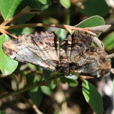Pholodes sinistraria (Sinister or Frilled Bark Moth) at Higgins, ACT - 19 Nov 2017 by AlisonMilton