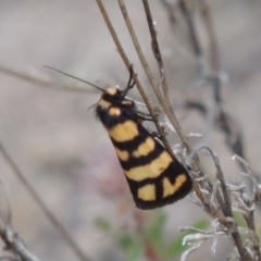 Eutane terminalis (Banded Lichen Moth) at Rob Roy Range - 4 Nov 2017 by michaelb