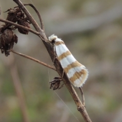 Eulechria contentella (A concealer moth) at Conder, ACT - 4 Nov 2017 by MichaelBedingfield