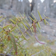 Acacia ulicifolia (Prickly Moses) at Conder, ACT - 4 Nov 2017 by michaelb