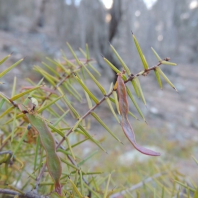 Acacia ulicifolia (Prickly Moses) at Conder, ACT - 4 Nov 2017 by MichaelBedingfield