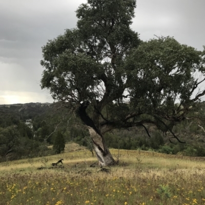 Eucalyptus bridgesiana (Apple Box) at Molonglo River Reserve - 27 Nov 2017 by patrickharvey
