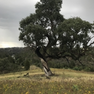 Eucalyptus bridgesiana at Molonglo River Reserve - 27 Nov 2017