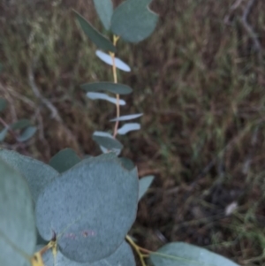 Eucalyptus bridgesiana at Molonglo River Reserve - 27 Nov 2017