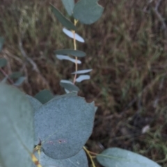 Eucalyptus bridgesiana at Molonglo River Reserve - 27 Nov 2017