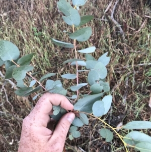 Eucalyptus bridgesiana at Molonglo River Reserve - 27 Nov 2017