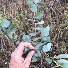 Eucalyptus bridgesiana at Molonglo River Reserve - 27 Nov 2017