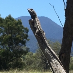 Amphibolurus muricatus (Jacky Lizard) at Bemboka, NSW - 25 Nov 2017 by alirodway