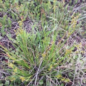 Juncus sp. at Breadalbane, NSW - 28 Nov 2017