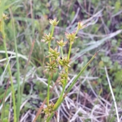 Juncus sp. at Breadalbane, NSW - 28 Nov 2017