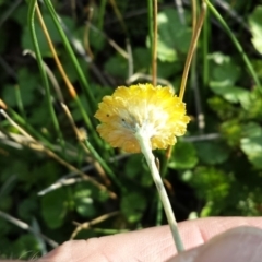 Coronidium gunnianum (Gunn's Everlasting) at Breadalbane, NSW - 28 Nov 2017 by gregbaines