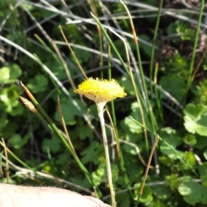 Coronidium gunnianum at Breadalbane, NSW - 28 Nov 2017 06:00 PM