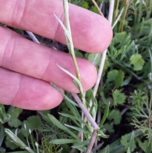 Coronidium gunnianum at Breadalbane, NSW - 28 Nov 2017 06:00 PM