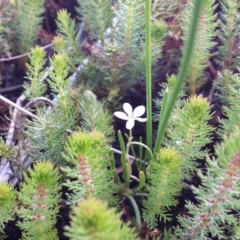 Myriophyllum sp. at Breadalbane, NSW - 28 Nov 2017