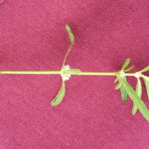 Alternanthera denticulata at Tennent, ACT - 26 Nov 2017 01:26 PM