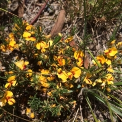 Pultenaea laxiflora (Loose-flower Bush Pea) at Aranda, ACT - 29 Nov 2017 by NickiTaws