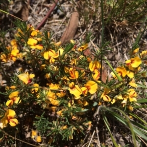 Pultenaea laxiflora at Aranda, ACT - 29 Nov 2017