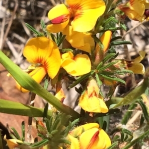 Pultenaea laxiflora at Aranda, ACT - 29 Nov 2017