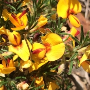 Pultenaea laxiflora at Aranda, ACT - 29 Nov 2017