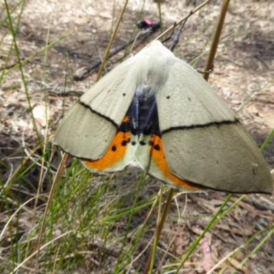 Gastrophora henricaria (Fallen-bark Looper, Beautiful Leaf Moth) at Point 4152 - 28 Nov 2017 by AndyRussell