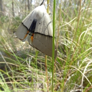 Gastrophora henricaria at Belconnen, ACT - 29 Nov 2017 10:40 AM