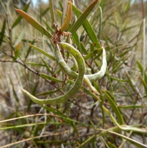 Acacia lanigera var. lanigera at Aranda, ACT - 29 Nov 2017