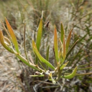 Acacia lanigera var. lanigera at Aranda, ACT - 29 Nov 2017 11:10 AM