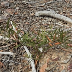 Acacia lanigera var. lanigera at Aranda, ACT - 29 Nov 2017