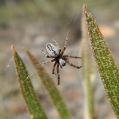 Badumna sp. (genus) (Lattice-web spider) at Aranda Bushland - 29 Nov 2017 by CathB